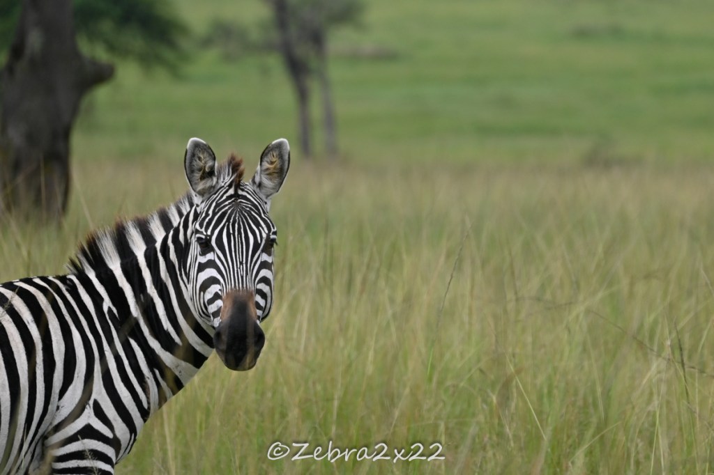 My first safaris in&nbsp;Kenya
