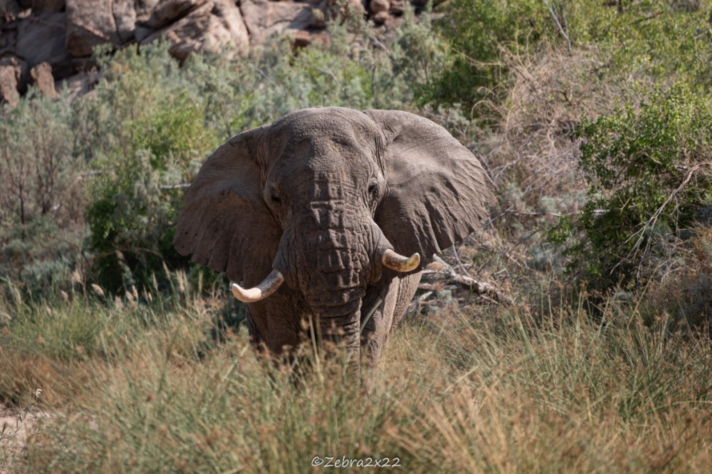 Elephants in the&nbsp;Desert