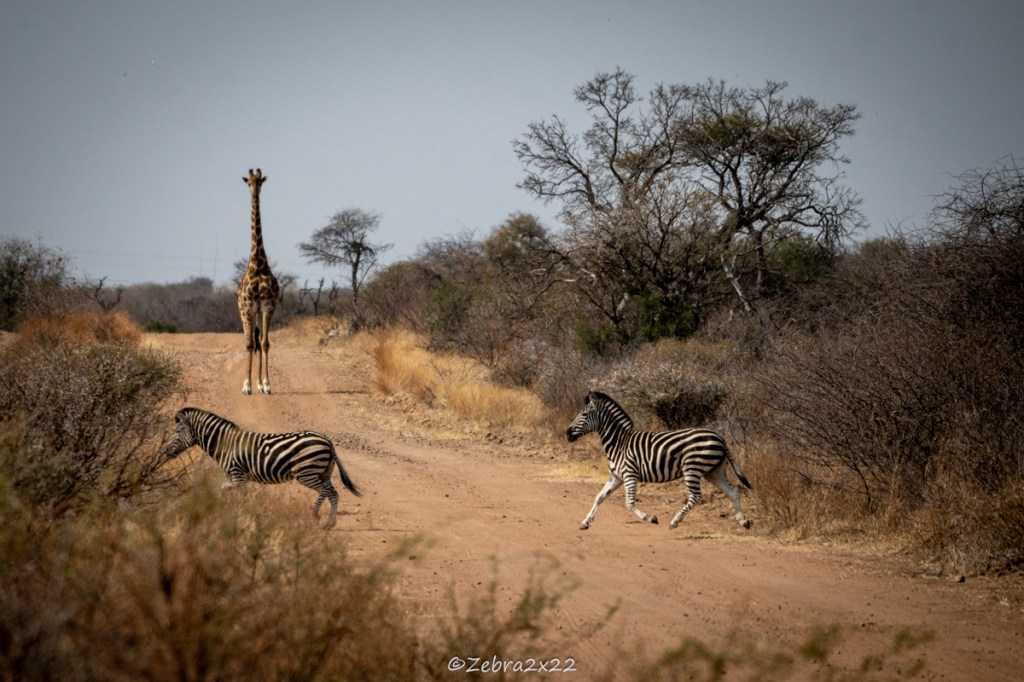 Opening a New Chapter: My Upcoming African&nbsp;Odyssey