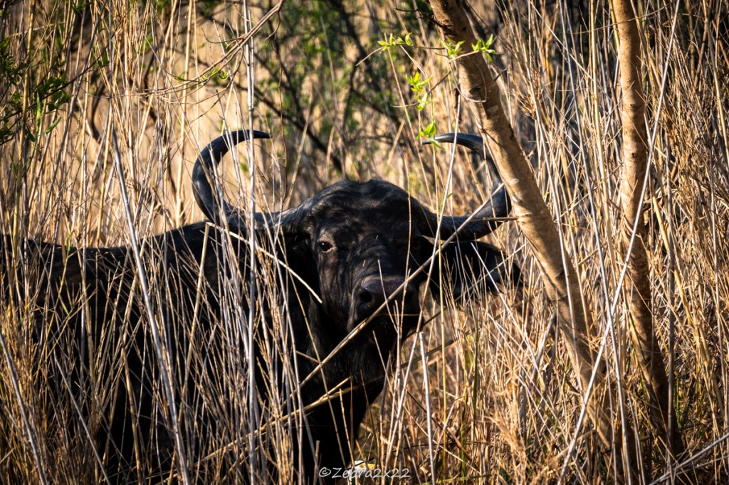 Mastering the Rifle: An Essential Skill in Trail&nbsp;Guiding