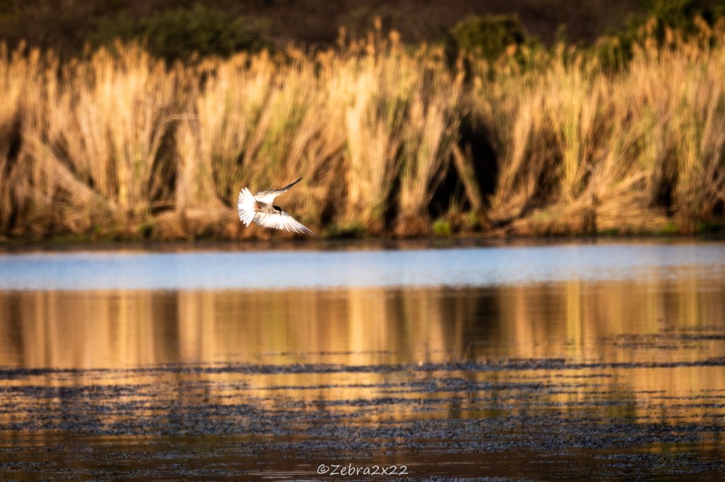 Training phase complete, wildlife conservation internship&nbsp;ahead