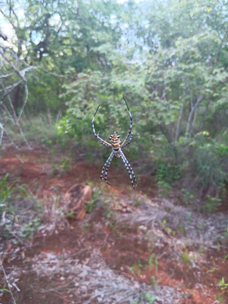 Garden orb spider