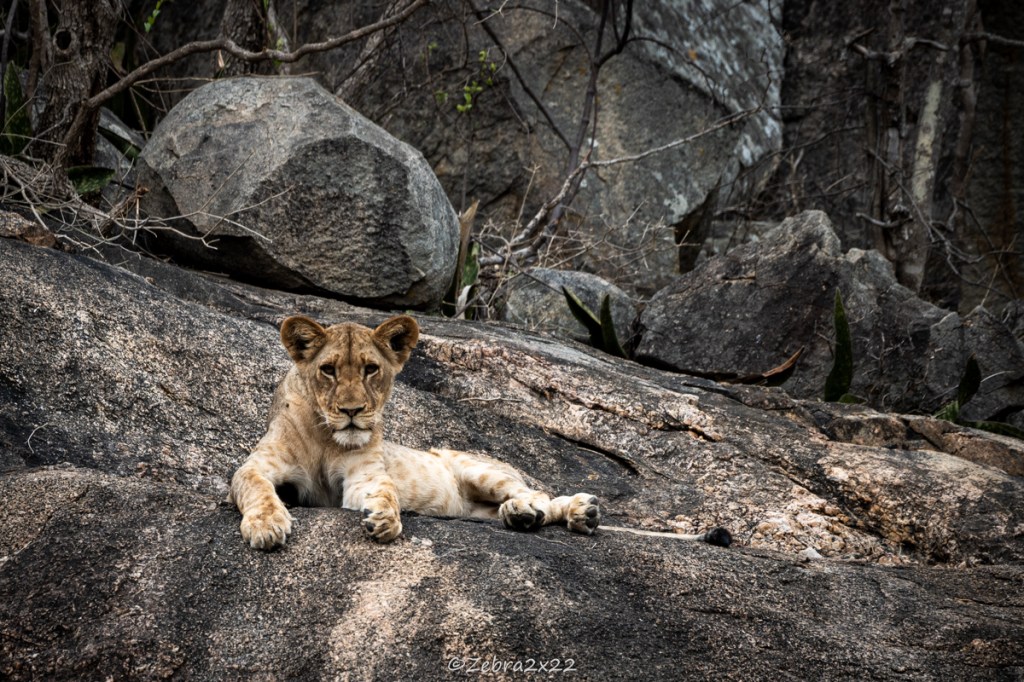 Female lion cub