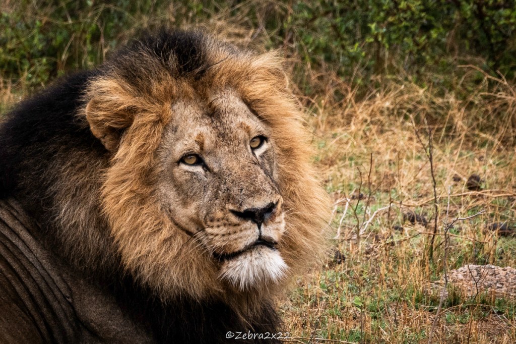 Male Lion