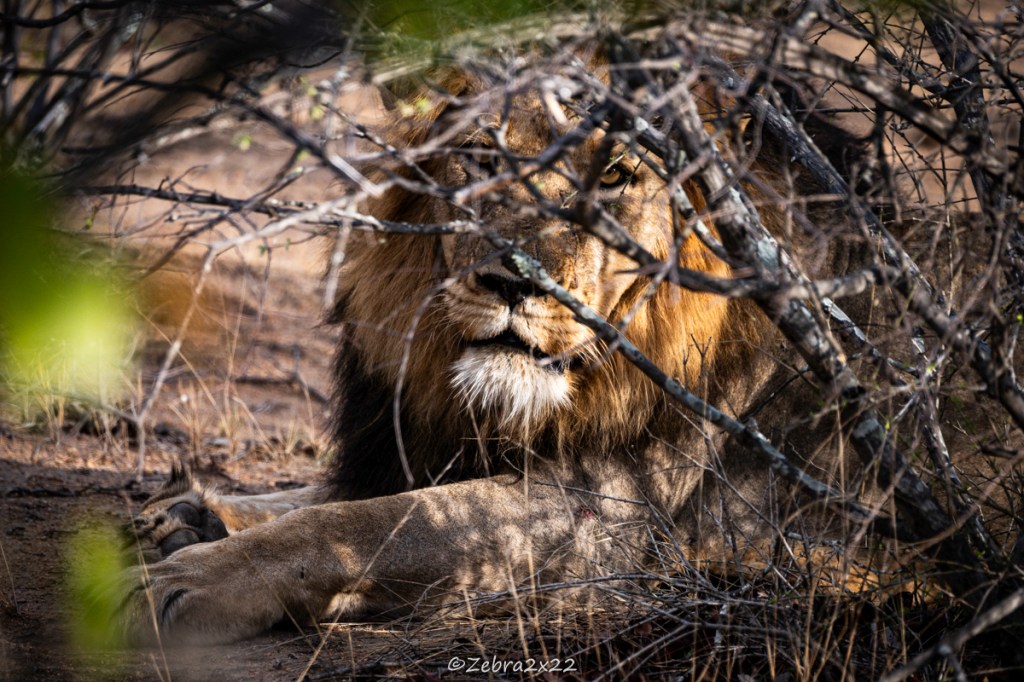 A lion starring at you always remains impressive