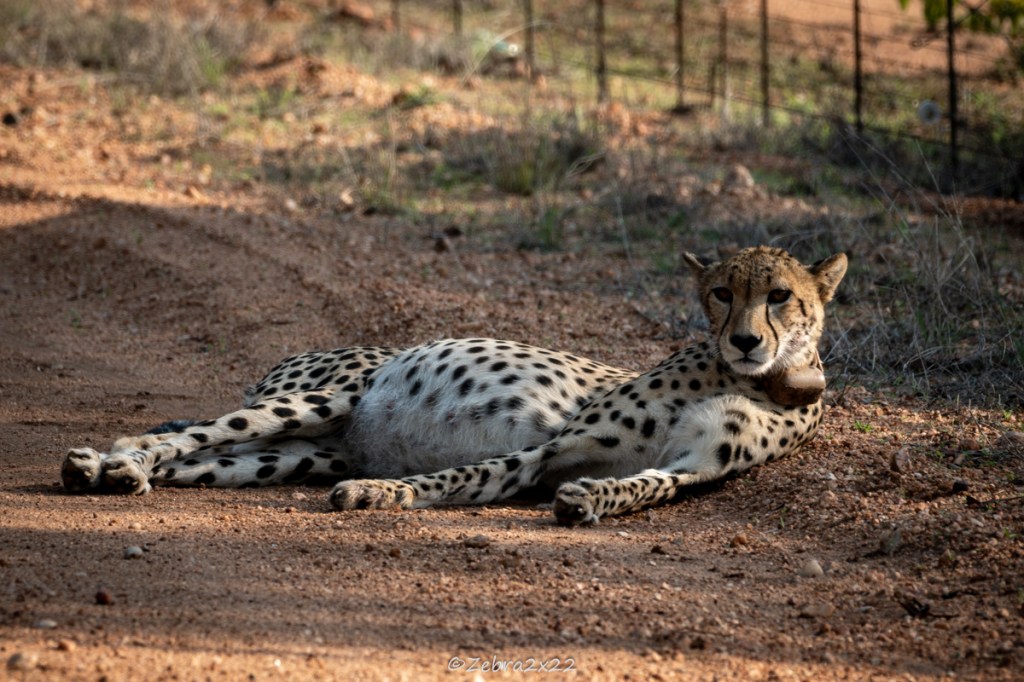 Pregnant female cheetah