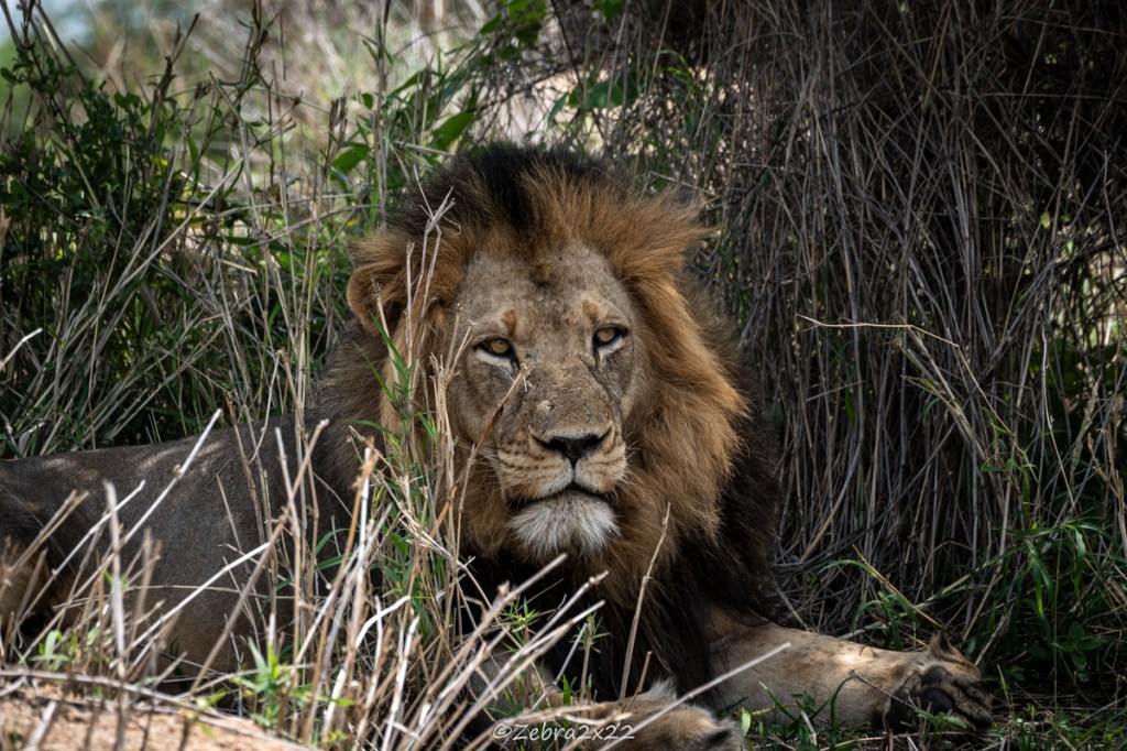 First Weeks as a Wildlife Conservation&nbsp;Intern