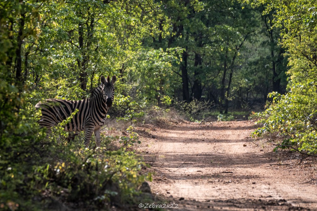Zebra starring in our direction