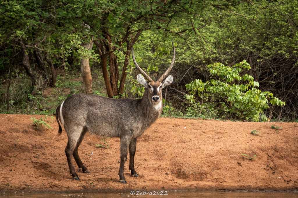 Waterbucks fight in the water