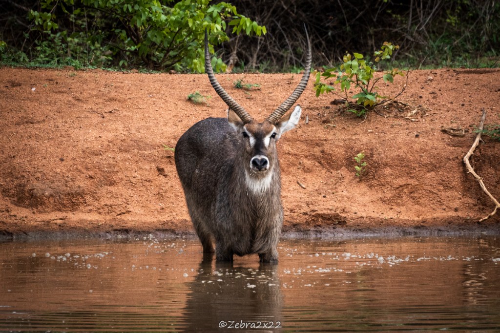 Waterbucks fight in the water