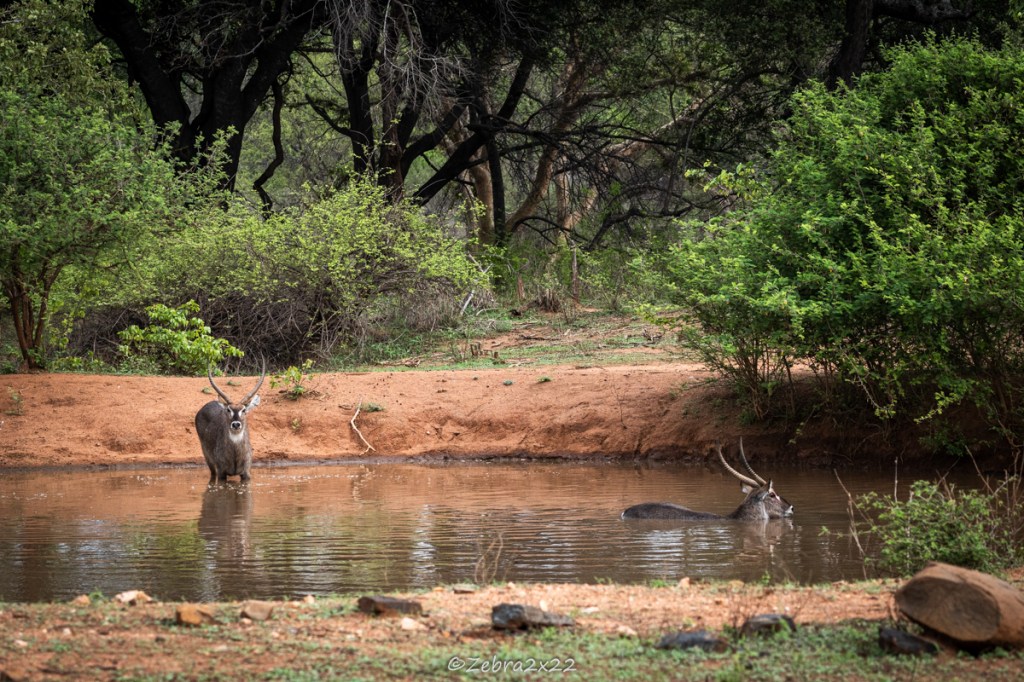 Waterbucks fight in the water