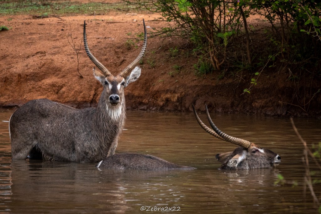 Waterbucks fight in the water