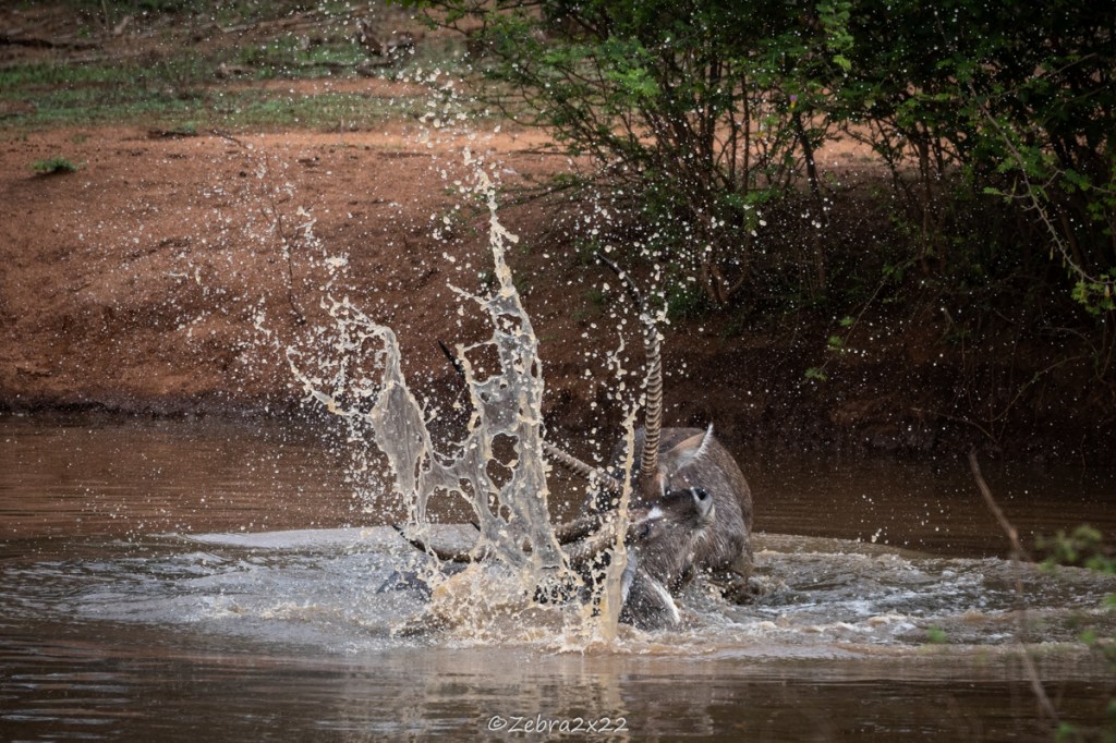 Waterbucks fight in the water