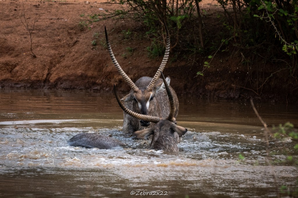 Waterbucks fight in the water