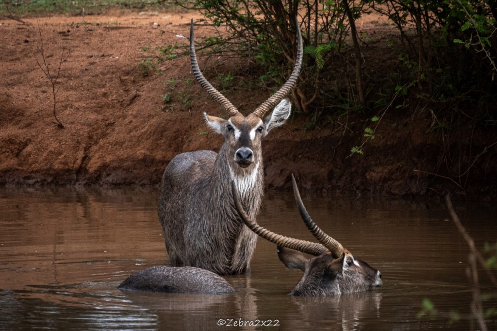 Waterbucks fight in the water