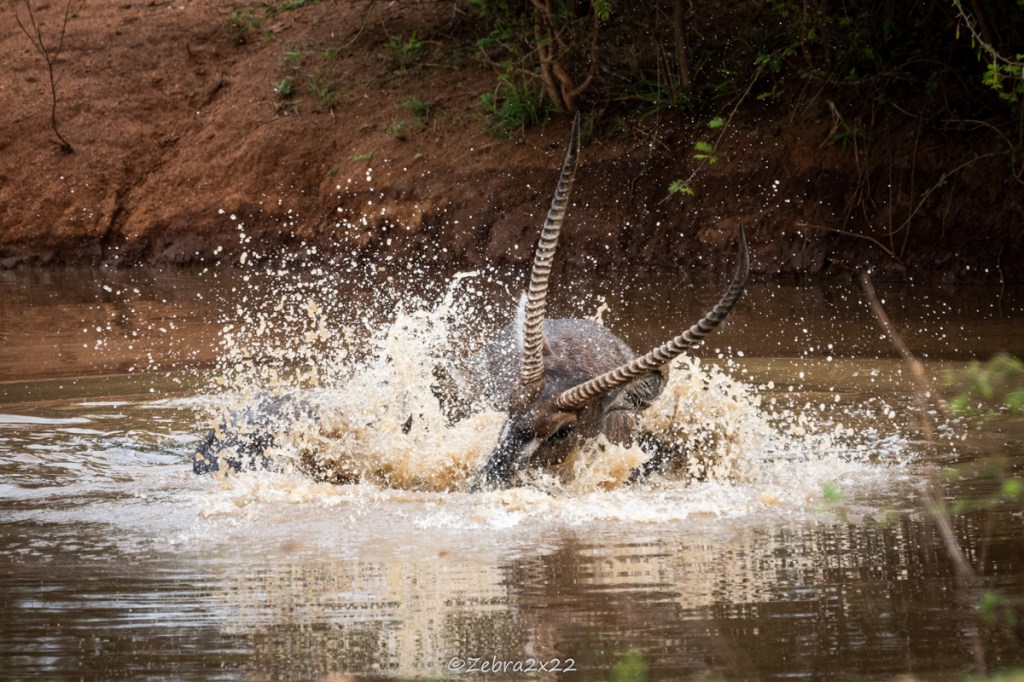 Waterbucks fight in the water