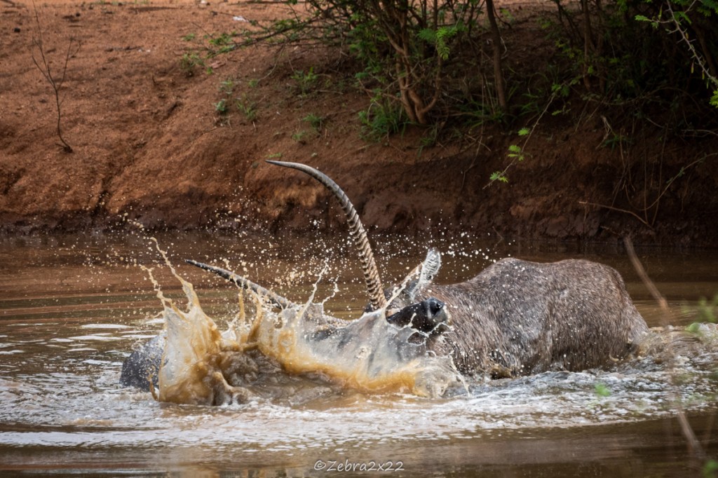Waterbucks fight in the water