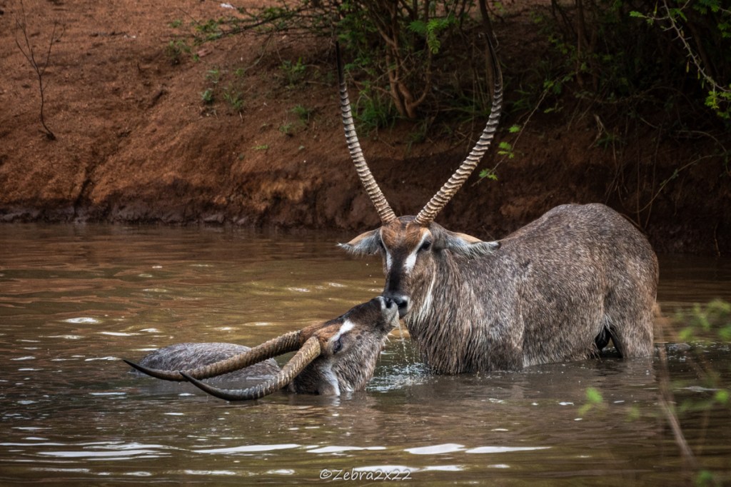 Waterbucks fight in the water