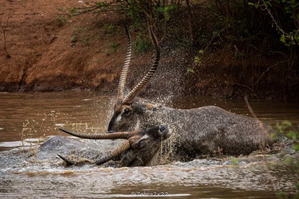 Waterbucks fight in the water
