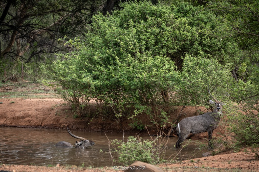 Waterbucks fight in the water