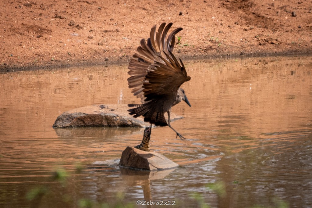 Water monitor attacking a hamerkop