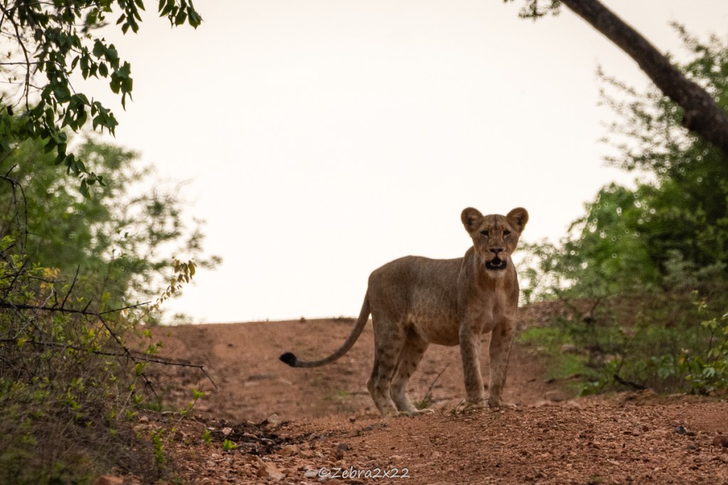 Female lion cub crossing the road