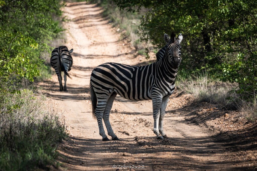 Zebras walking