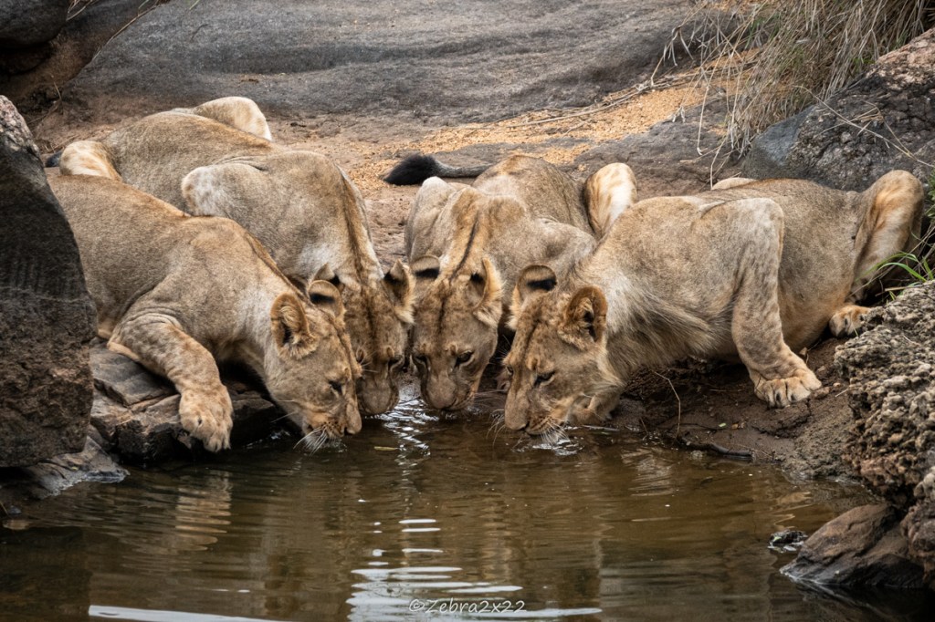 Lions drinking