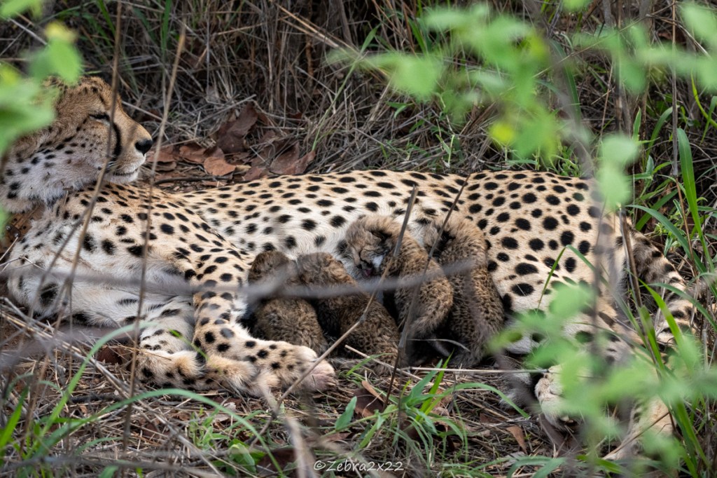 Cheetah cubs suckling