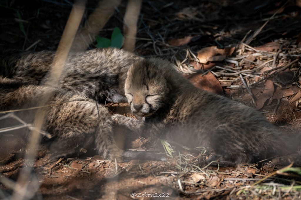 Cheetah cubs sleeping