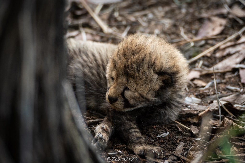 Cheetah cub