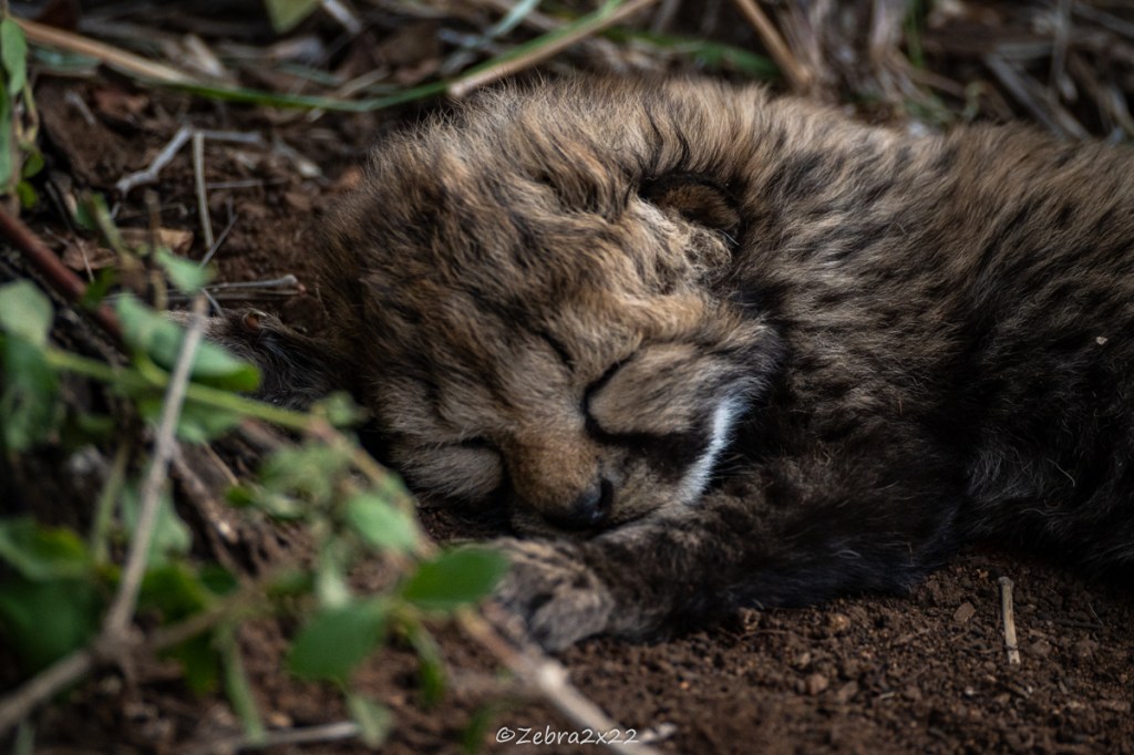 Cheetah cub sleeping