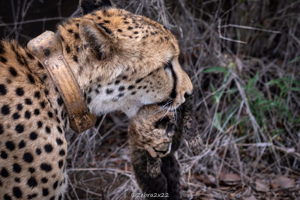 Female cheetah moving one of her cub