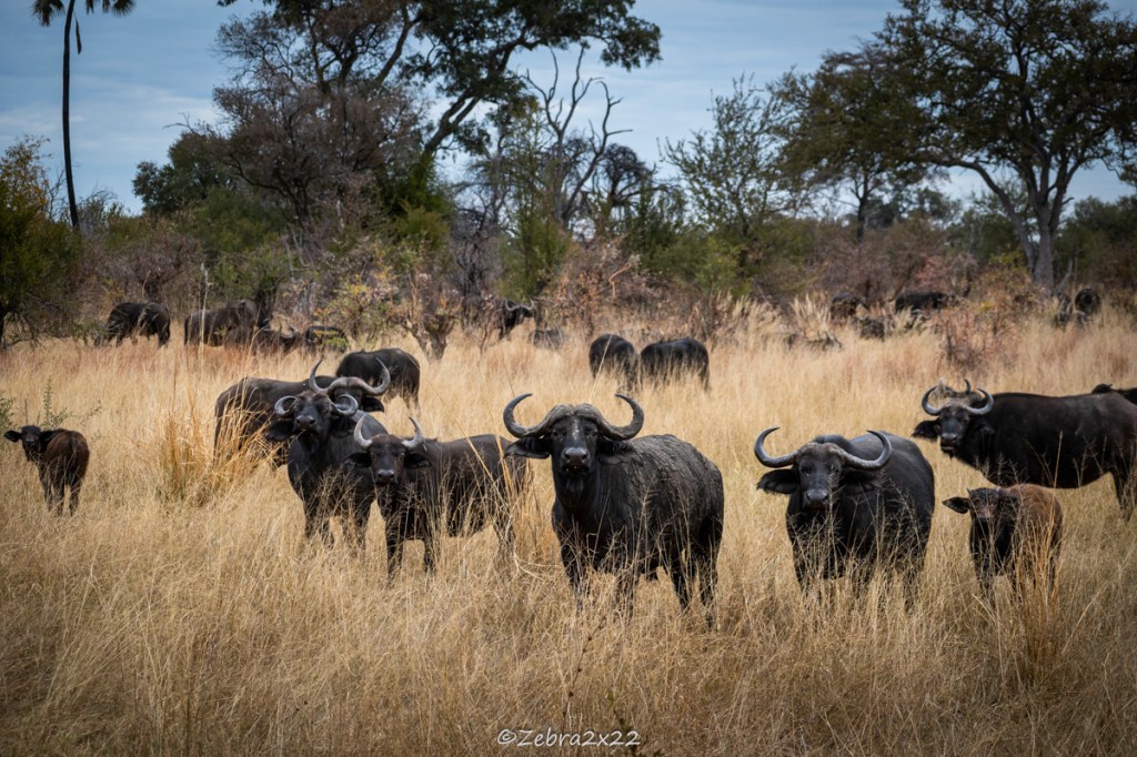 I Saved a Buffalo’s Life&nbsp;Today!
