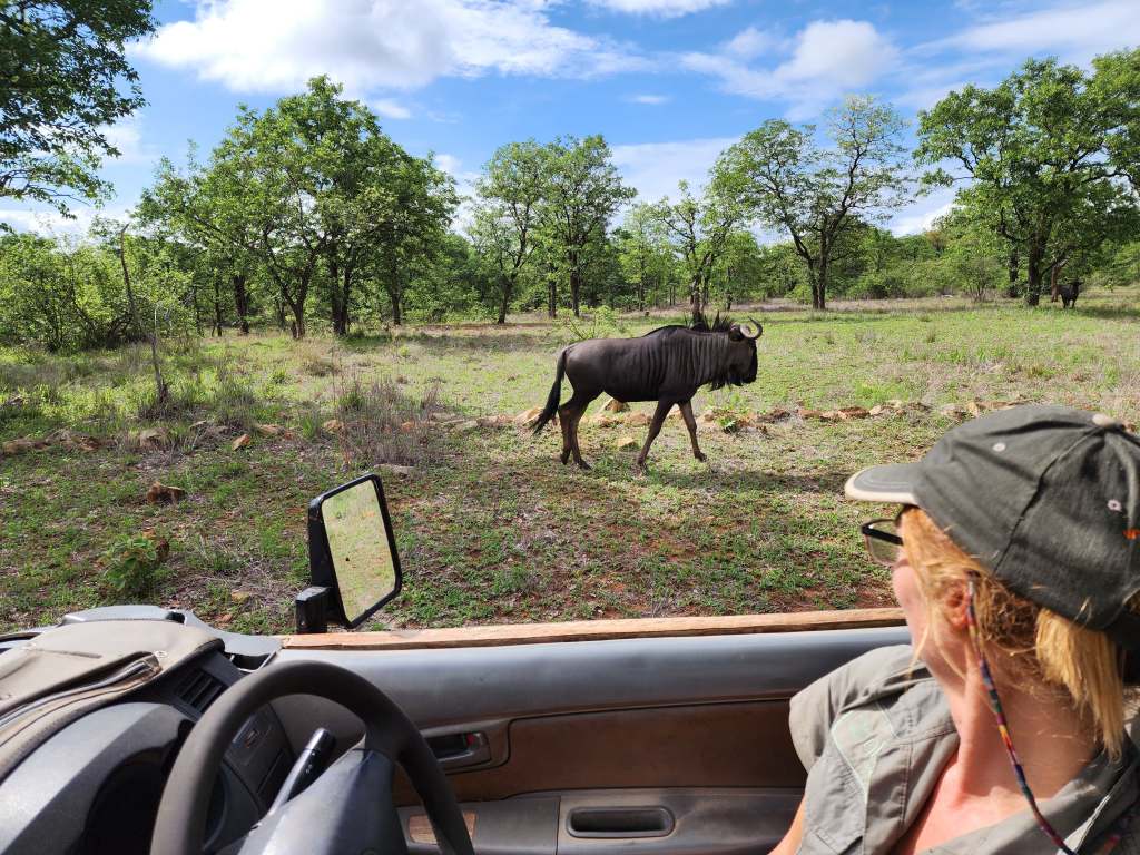 Blue wildebeest sighting during the game drive