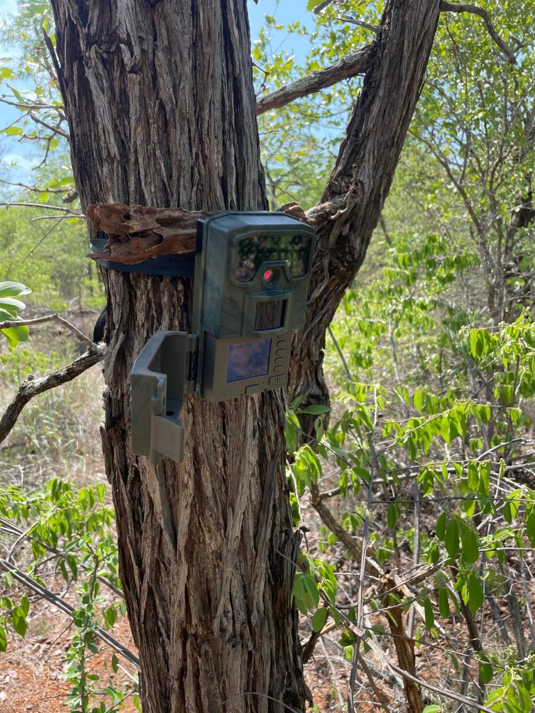 Leopard Camera Trap