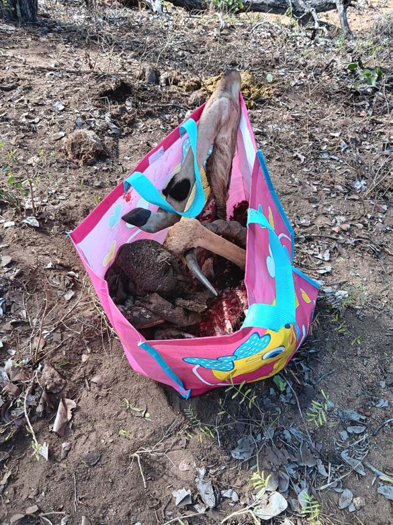 Wrapping up a carcass