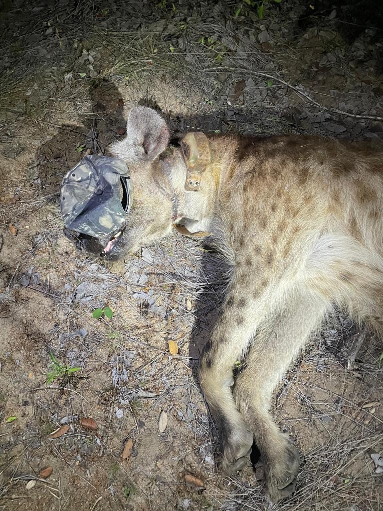 Hyena Decollaring Operation