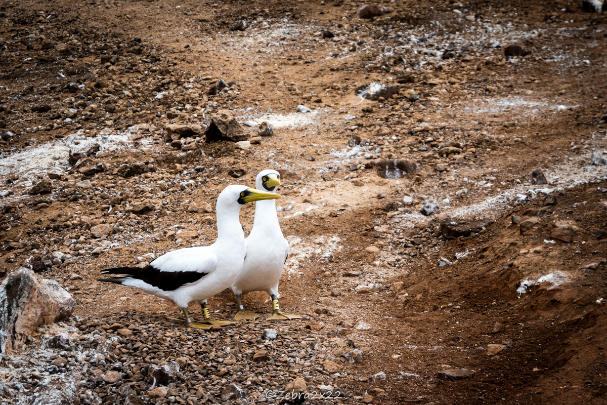 Masked booby