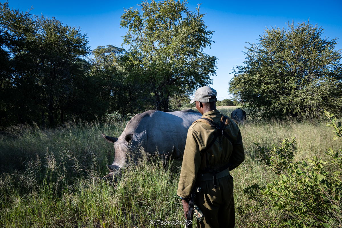 Cobra guarding a white rhino