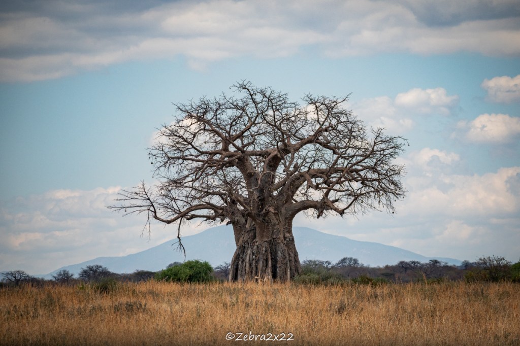 Africa, Once Again, Through Tanzania