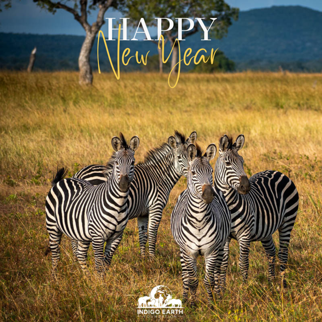 Happy new year 2026 with zebras in Tanzania