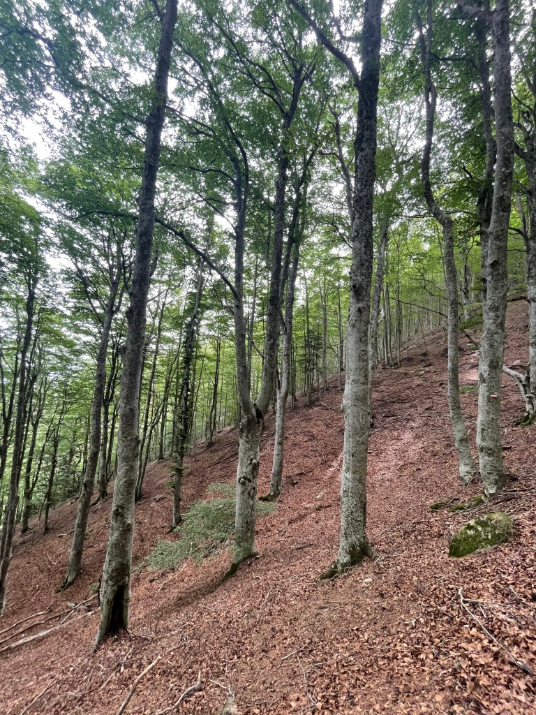Walking in the pyrenees