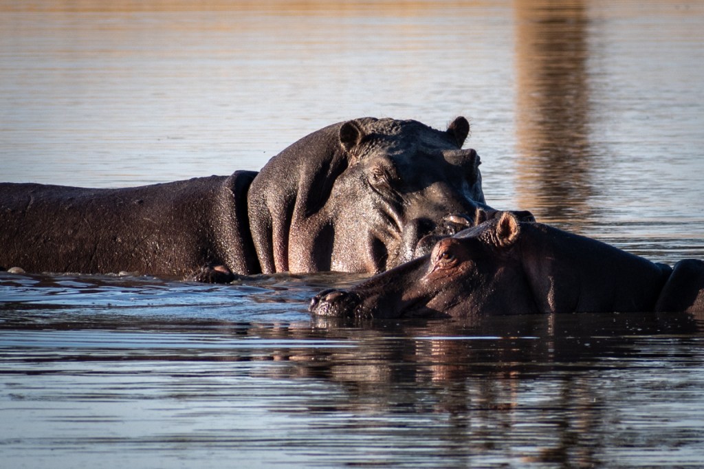 Hippos