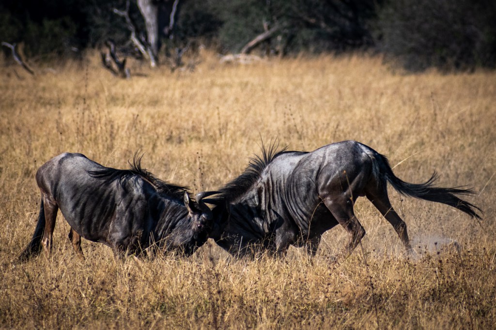 Blue Wildebeest