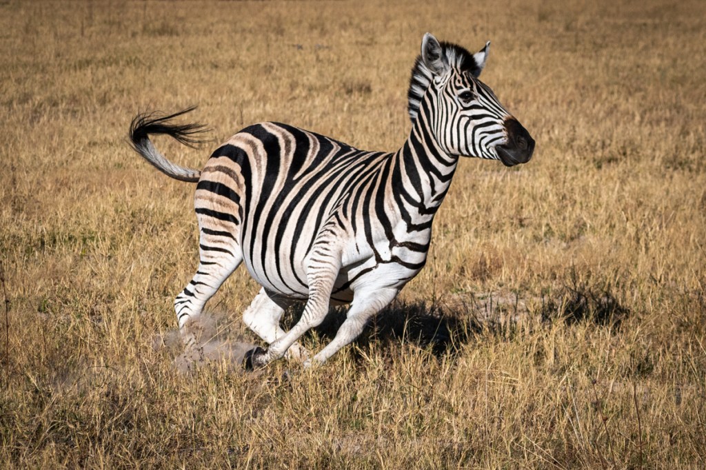 Zebra