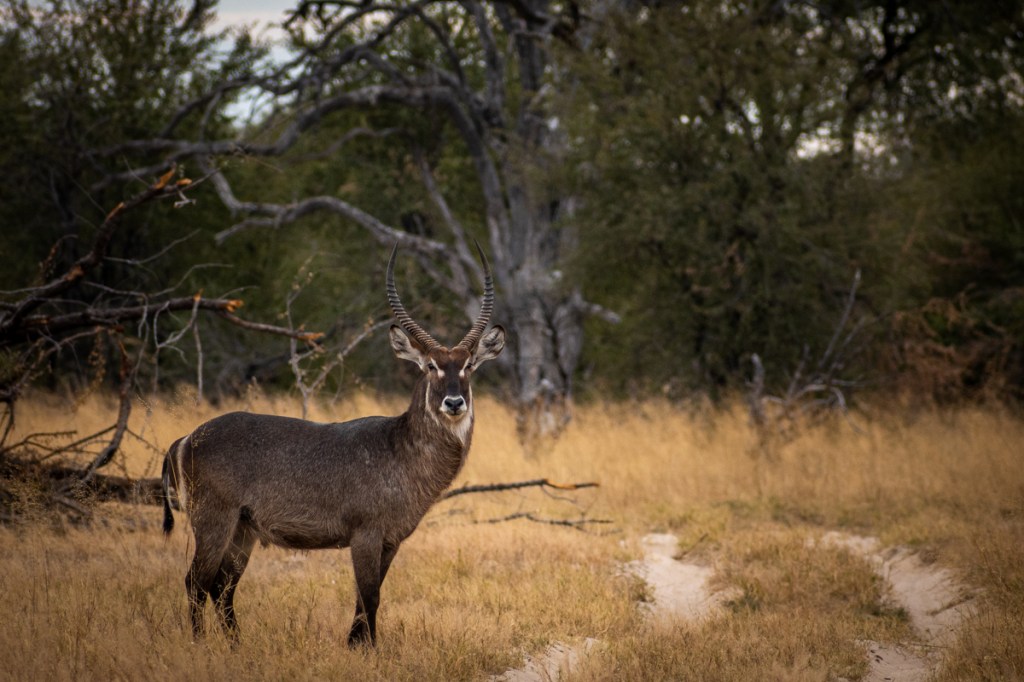 Waterbuck