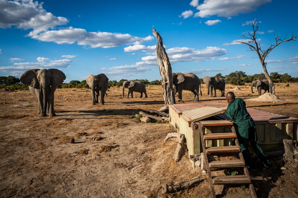 Jozibanini Elephant hide