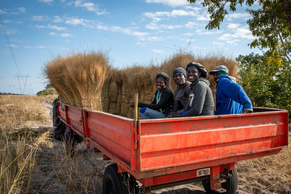 Collecting Thatching Grass