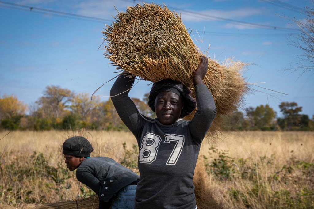 Collecting Thatching Grass